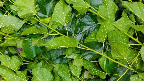 桑葉有什么藥用價(jià)值