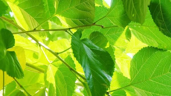 桑葉有什么藥用價(jià)值