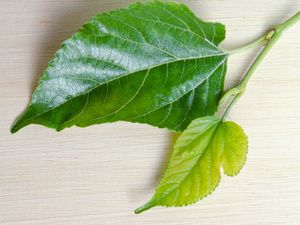 脂溢性皮炎克星桑葉