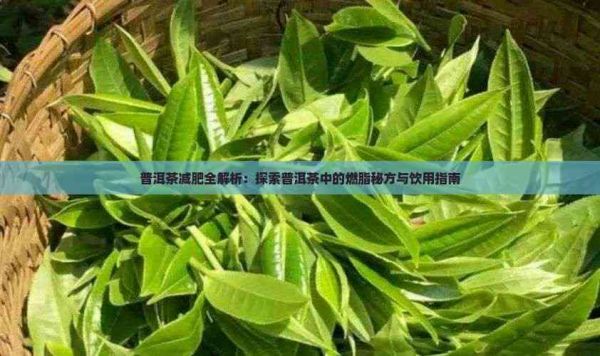 普洱茶减肥全解析：探索普洱茶中的燃脂秘方与饮用指南