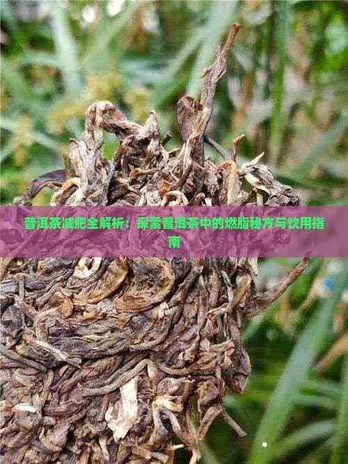 普洱茶减肥全解析：探索普洱茶中的燃脂秘方与饮用指南