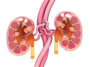 腎虧會(huì)導(dǎo)致臉部下垂嗎