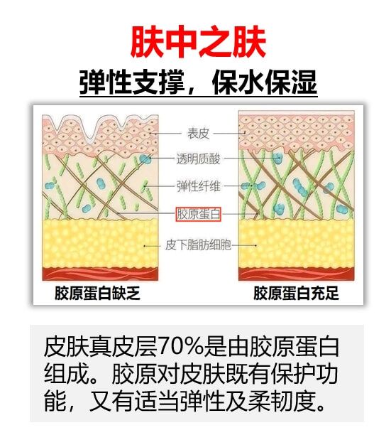 膠原蛋白對(duì)皮膚有多重要？插圖(1)