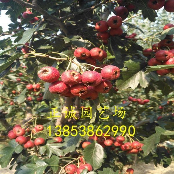 山楂苗