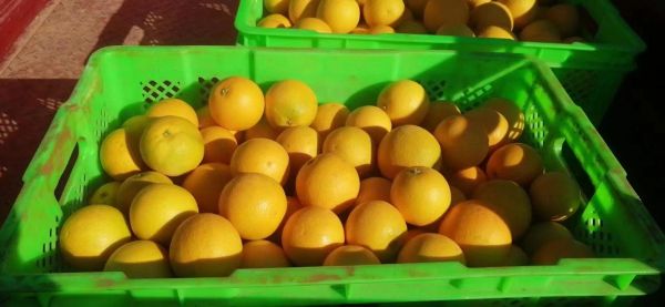 冰糖橙從果園到餐桌流程圖