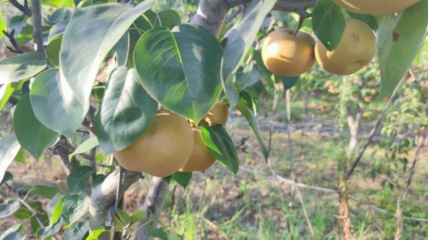 豐水梨果園實(shí)景圖