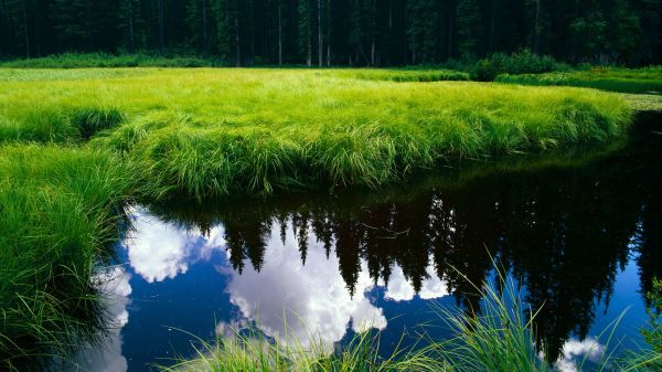 現(xiàn)在你可以免費(fèi)獲得強(qiáng)腎茶配方大全