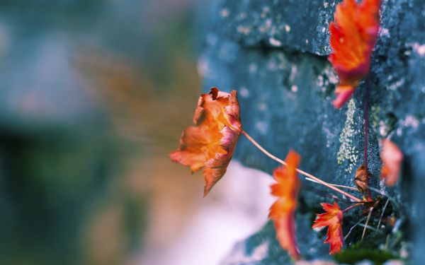 女人腎虛吃什么好 你知道嗎