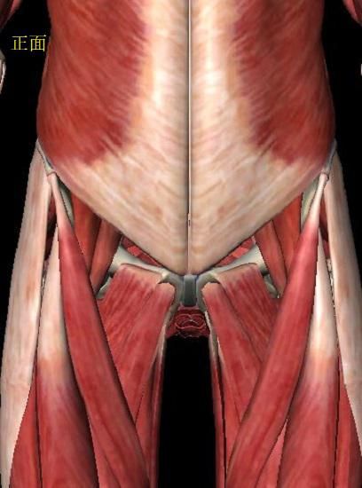 核心區(qū)肌肉