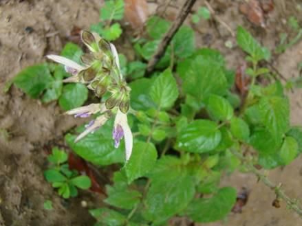 中醫(yī)去脂有高招：自制減肥茶+穴位按一按=衣服小2碼！