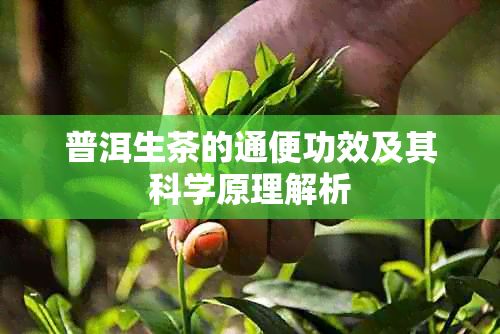 普洱生茶的通便功效及其科學(xué)原理解析