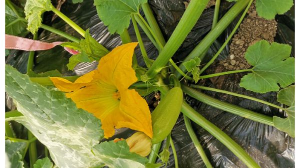 海南海藻提取物成型 歡迎來電 青島頌田生物供應(yīng)