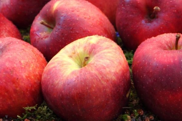 蘋果能減肥嗎 蘋果怎么吃能減肥 吃蘋果能減肥嗎