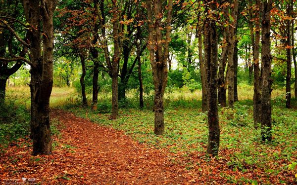 強腎灸怎么樣 有什么功效