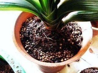 把茶葉渣扔掉算是吃了大虧，拿來養(yǎng)花不比花肥差，而且不花錢