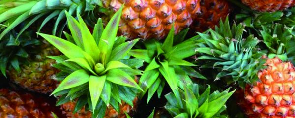 纖維水果有哪幾種