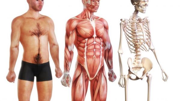 如何增加骨骼密度