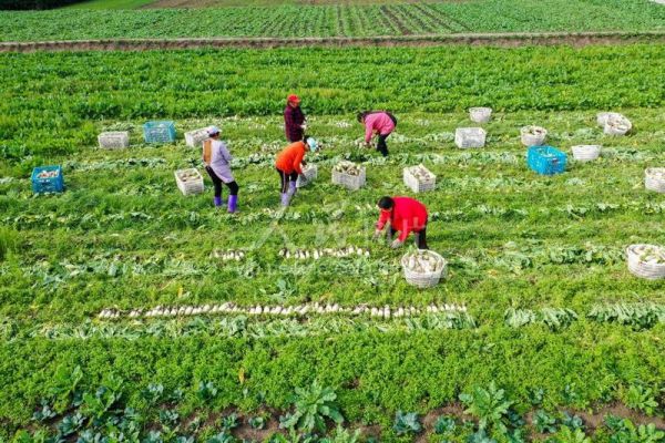 白蘿卜種植場景