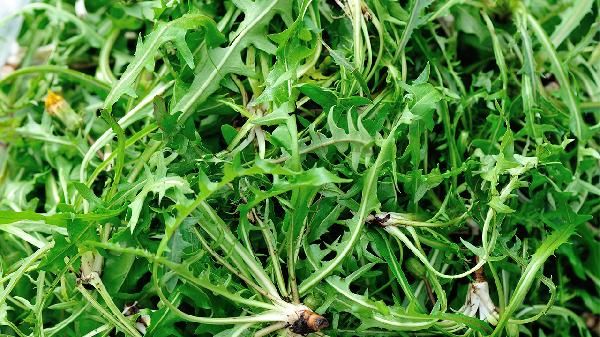 最有效的食療祛濕配方