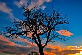 酸奶和益生菌，腸胃不好的人該怎么挑?