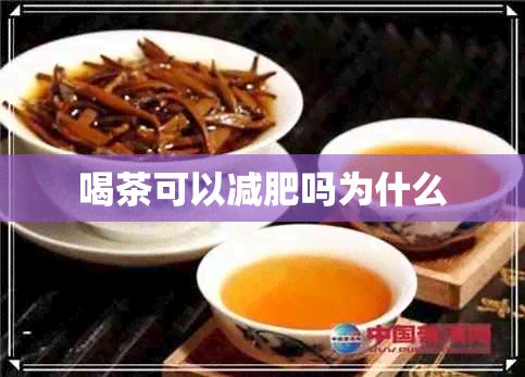 喝茶可以減肥嗎為什么