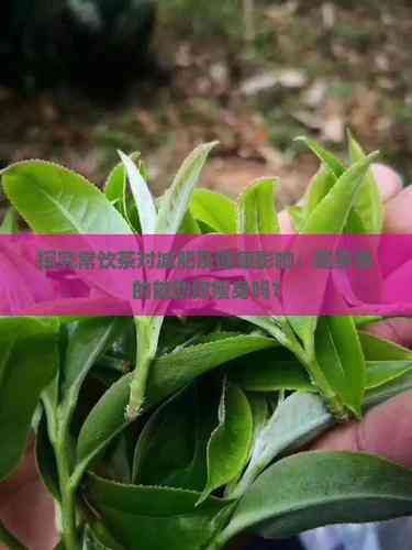 探究常飲茶對(duì)減肥及健康影響：喝茶真的能助你瘦身嗎？