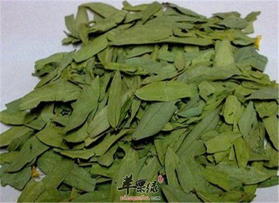 番瀉葉泡茶喝的禁忌和副作用