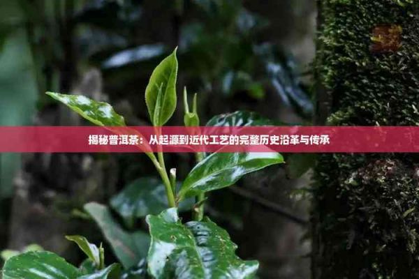 揭秘普洱茶：從起源到近代工藝的完整歷史沿革與傳承