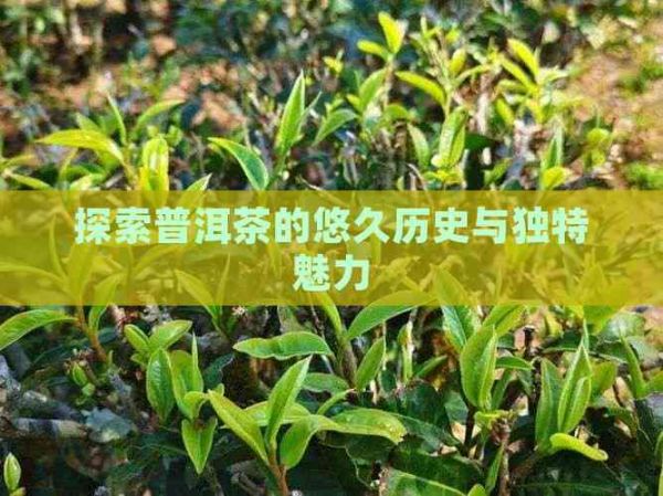 探索普洱茶的悠久歷史與獨(dú)特魅力