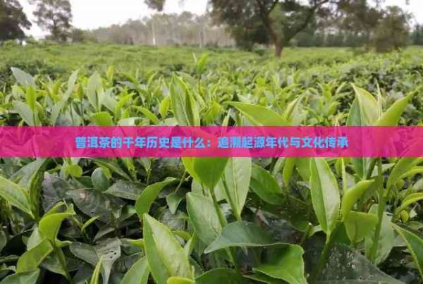 普洱茶的千年歷史是什么：追溯起源年代與文化傳承