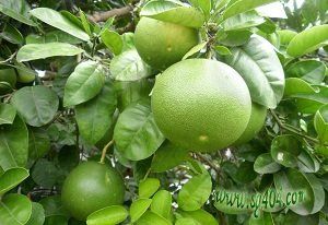 橙子的功效與作用