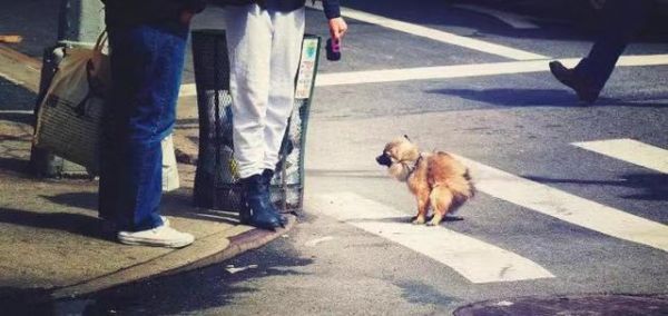 城市里幾百萬人每天產(chǎn)生的糞便，都會排到哪里去呢？今天可算知道