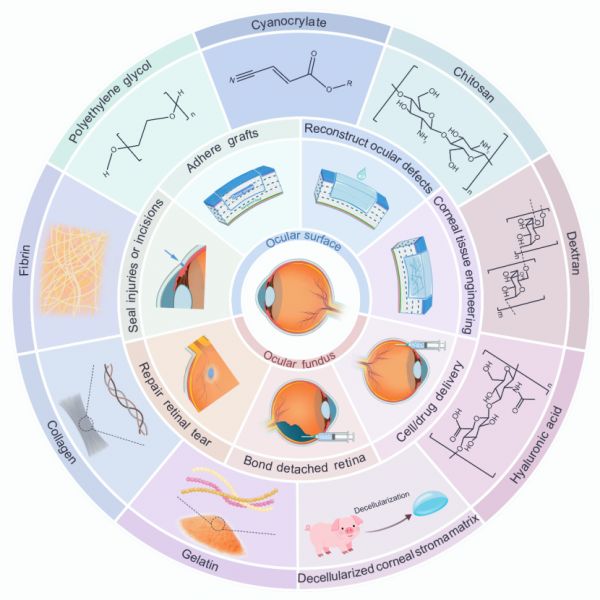 圖2眼部粘合性生物活性材料的分類