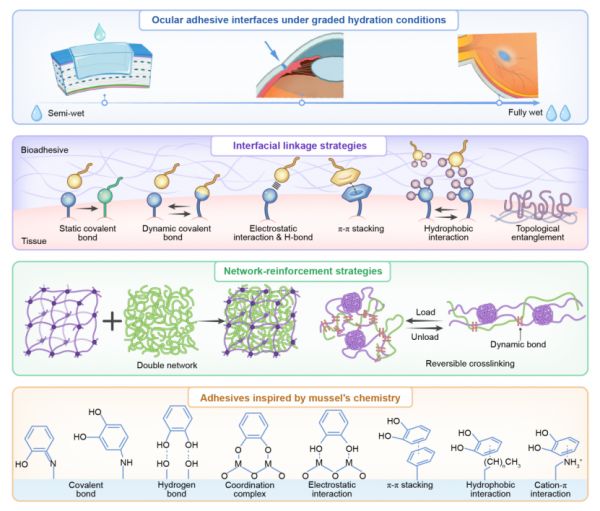 圖1眼部粘附機(jī)制與材料設(shè)計(jì)策略