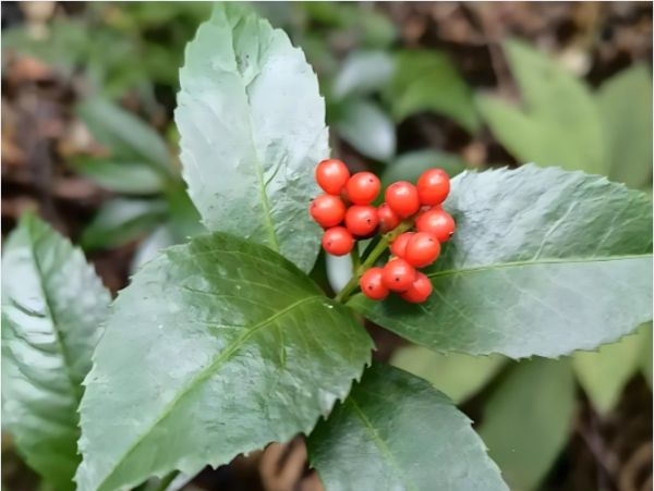 智塑未來, 流感高發(fā)，咽喉不適如何緩解？專家詳解含腫節(jié)風(fēng)中成藥的合理使用