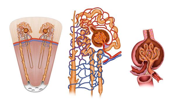 什么病容易得尿毒症