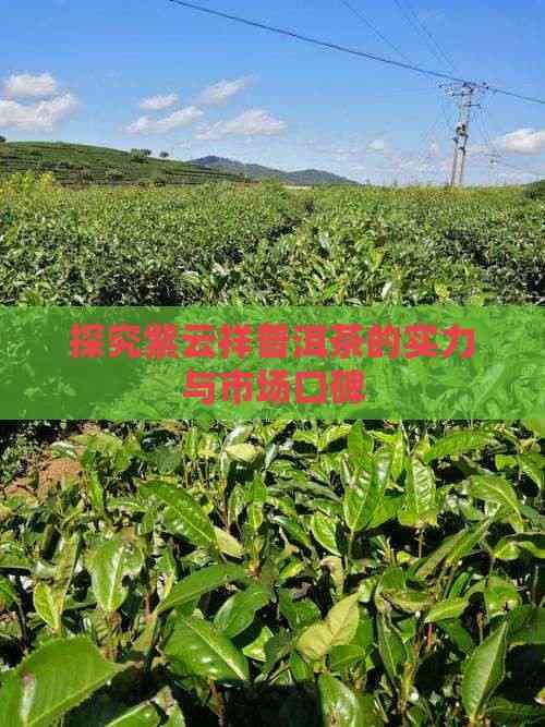 探究紫云祥普洱茶的实力与市场口碑