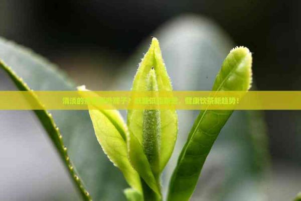 清淡的茶有哪些牌子