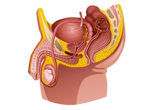 早泄运动治疗的方法