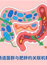 腸道菌群與肥胖