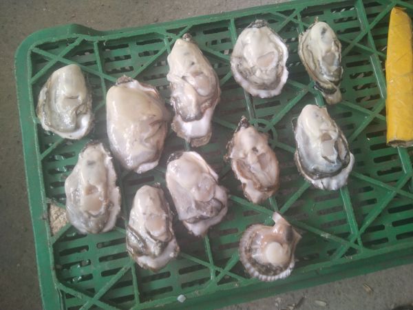 白蘿卜與新鮮生蠔并列擺放的高清特寫(xiě)圖