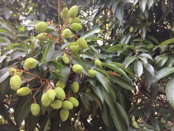 荔枝与绿豆糖水对比图