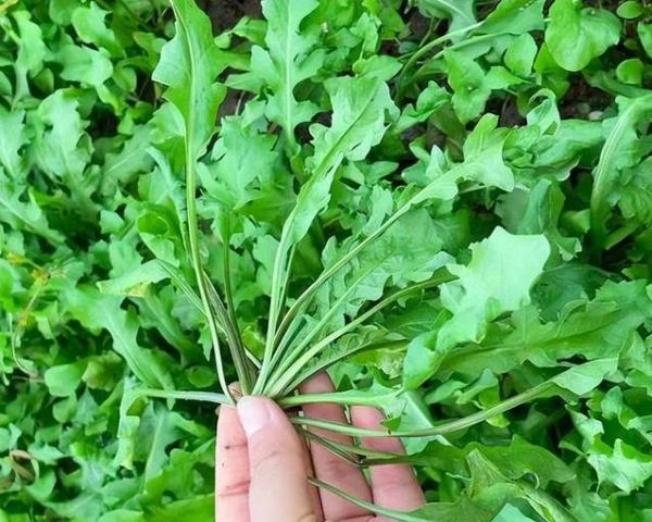 荠菜春季热销却暗藏风险，医生揭秘5大禁忌，你中招了吗？