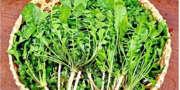 荠菜春季热销却暗藏风险，医生揭秘5大禁忌，你中招了吗？