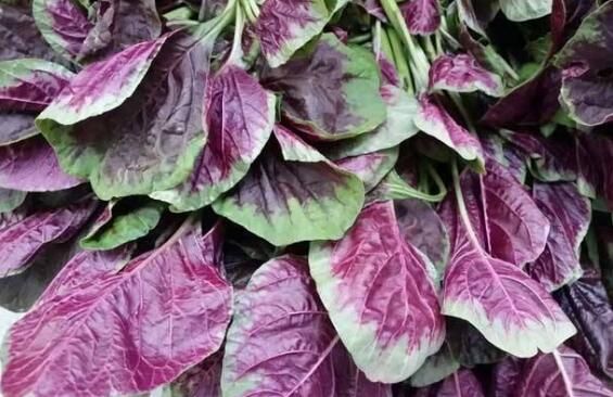 莧菜不能和什么一起吃