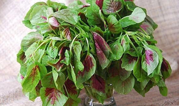 莧菜不能和什么一起吃