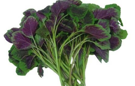 莧菜不能和什么一起吃