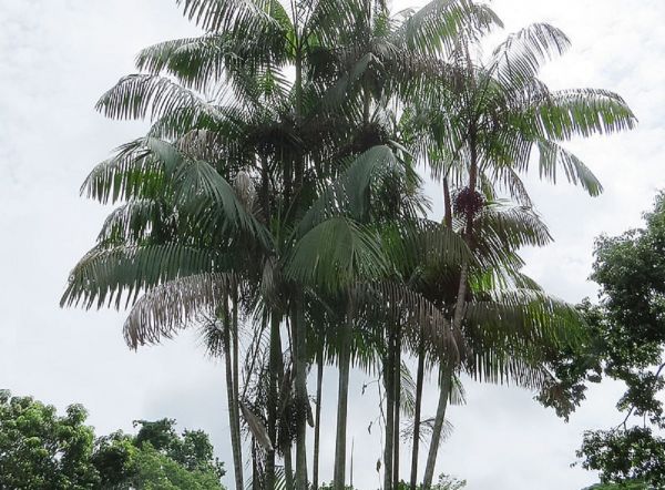 Palma de asaí Euterpe oleracea
