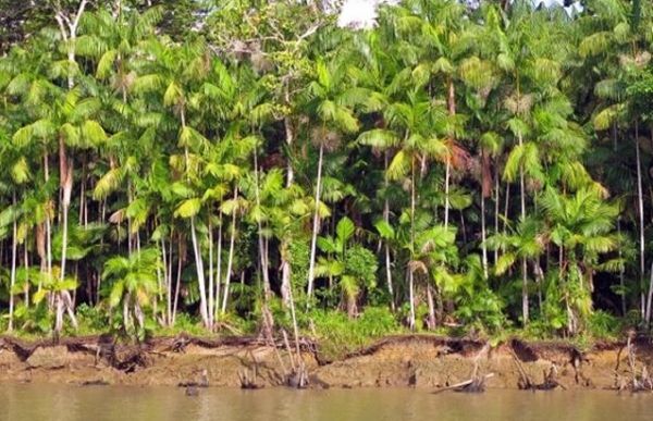 Palma de asaí en el Amazonas