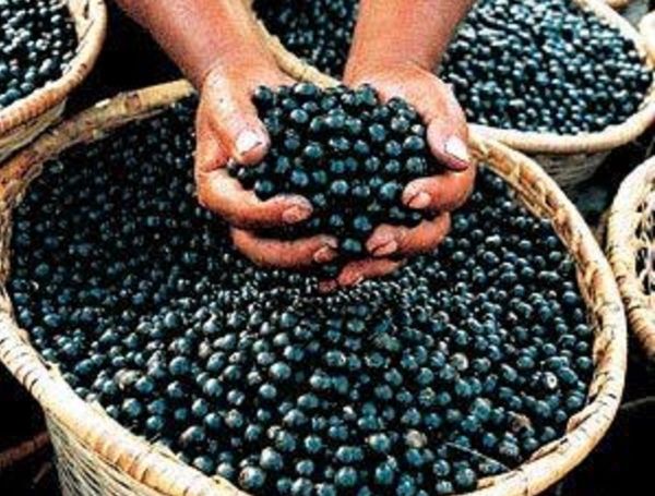 Bayas de la palma de asaí